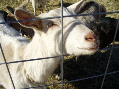 Goats: A Busy Autumn Image